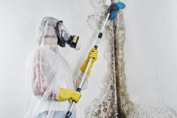 Best Mold Testing  in Oskaloosa, KS