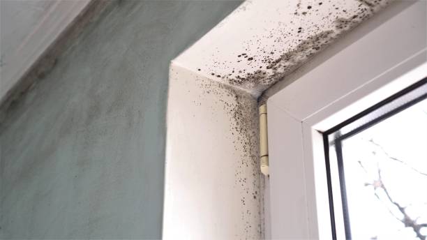 Professional Mold Removal in Oskaloosa, KS