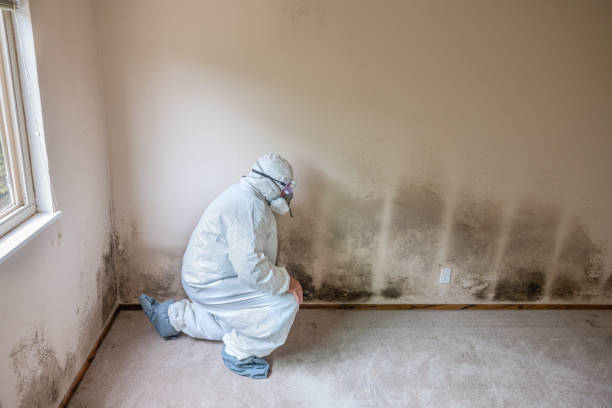 Best Water Damage Restoration  in Oskaloosa, KS