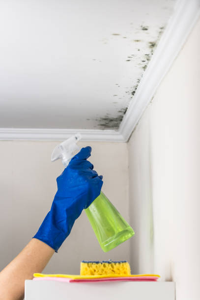Best Mold Removal Near Me  in Oskaloosa, KS